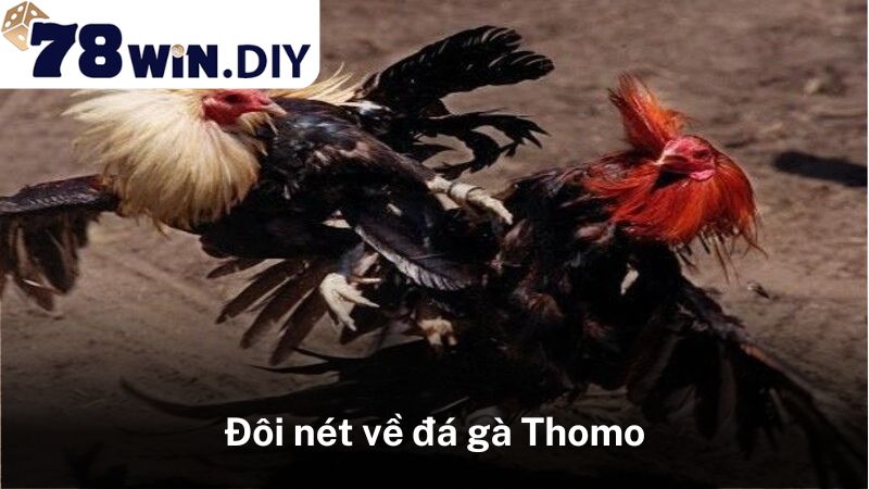 Đôi nét về đá gà Thomo