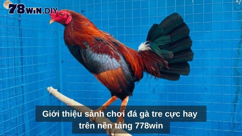 Giới thiệu sảnh chơi đá gà tre cực hay trên nền tảng 78Win