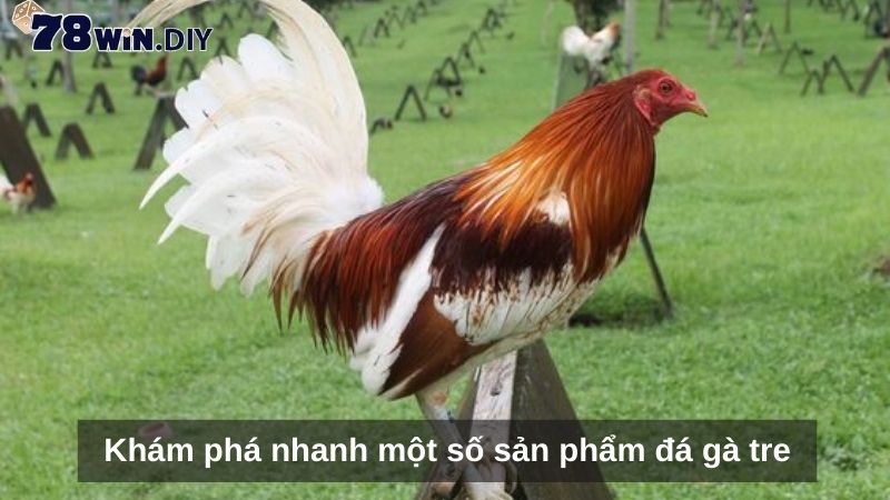 Khám phá nhanh một số sản phẩm đá gà tre