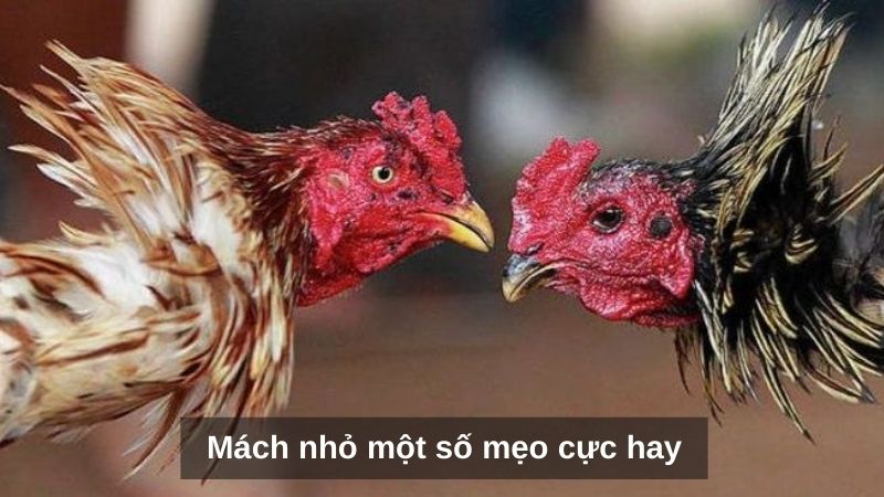 Mách nhỏ một số mẹo cực hay