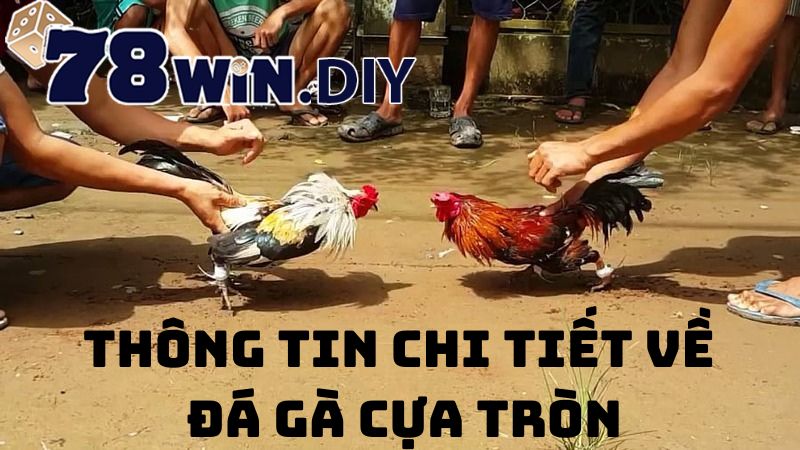 Thông tin chi tiết về hình thức đấu gà cựa tròn