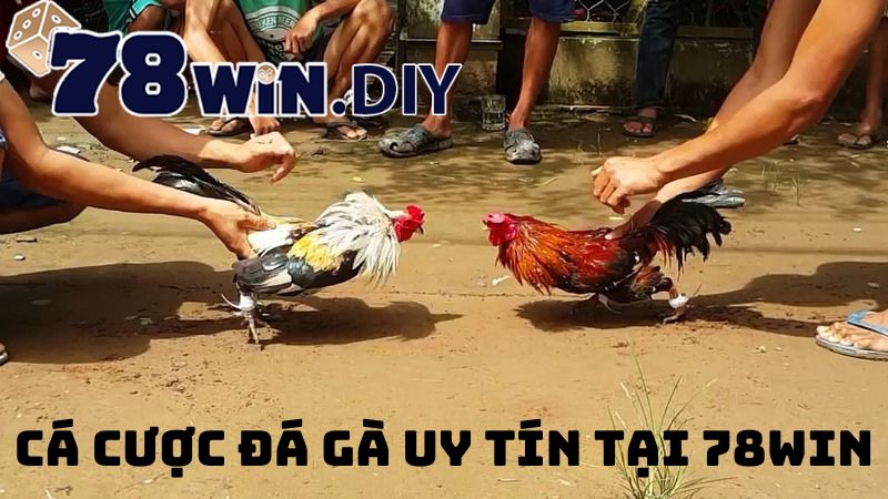 Hướng dẫn các bước chơi cá cược gà đá tại nhà cái 78win